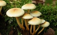 نکات طلایی پیشگیری از مسمومیت مرگبار با قارچ‌های خودرو